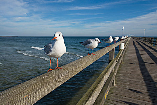 红嘴鸥,海鸥,栖息,栏杆,码头,梅克伦堡前波莫瑞州,德国,欧洲