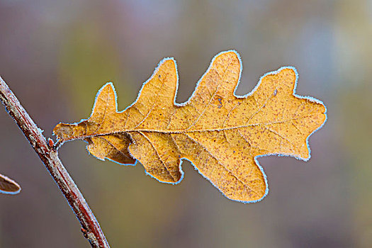 特写,橡树叶,冬天,黑森州,德国