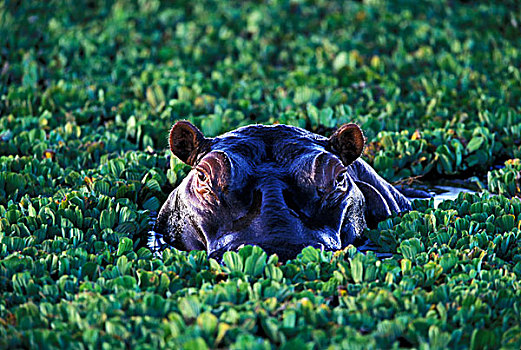 肯尼亚,马赛马拉国家保护区,河马,水中,莴苣