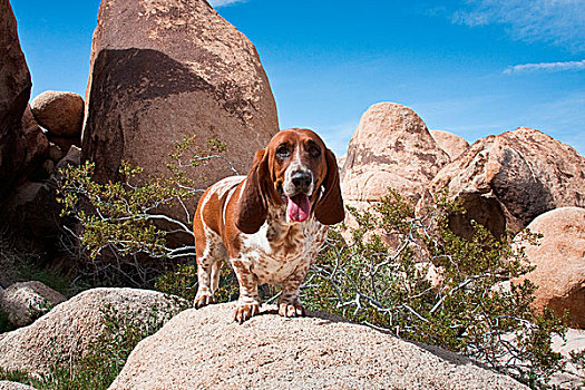 巴塞特猎犬,站立,漂石,约书亚树国家公园,加利福尼亚