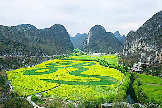 贵州安顺龙宫油菜花