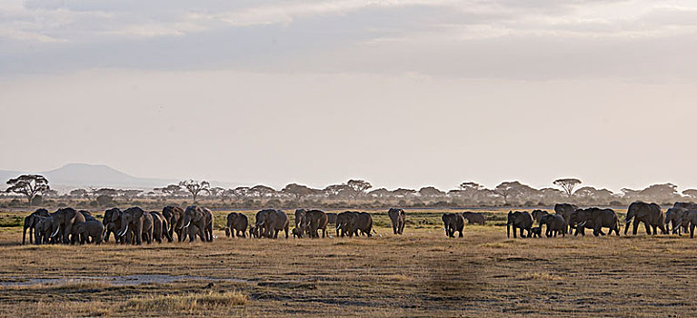 非洲大象034