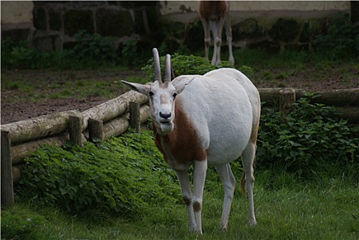长角羚羊
