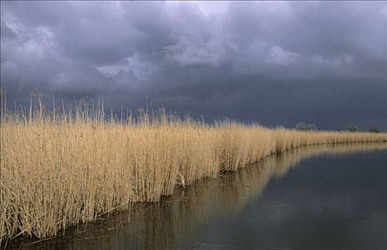 暗色,乌云,上方,湿地,荷兰