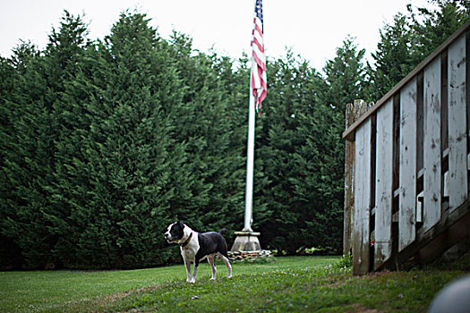 警犬,美国国旗,花园,北卡罗来纳,美国