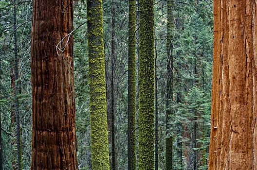 巨杉,云杉,树干,红杉国家公园,加利福尼亚,美国
