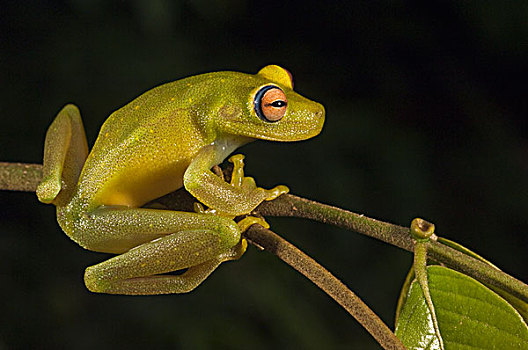 树蛙,雨林,圭亚那