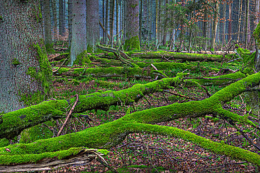 树干,苔藓,云杉,树林,防护,靠近,巴登符腾堡,德国,欧洲