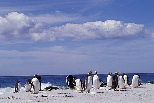 福克兰群岛,海狮,岛屿,巴布亚企鹅,海滩