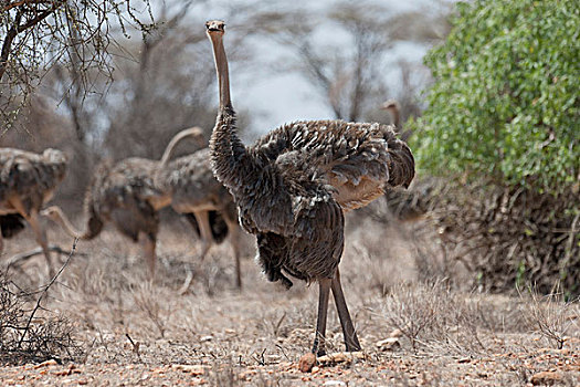 鸵鸟,肯尼亚,非洲