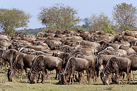 角马,迁徙,马塞马拉野生动物保护区,肯尼亚