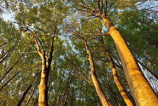 山毛榉,树林,早晨,亮光,雅斯蒙德国家公园,梅克伦堡前波莫瑞州,德国,欧洲