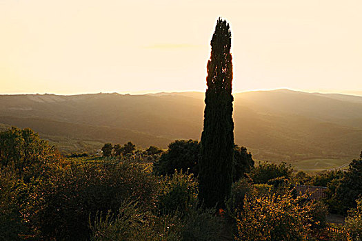 橄榄树,高,一个,柏树,剪影,黄昏,正面,风景,世界遗产,托斯卡纳,意大利,欧洲