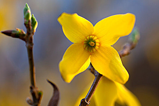 春天黄色的迎春花迎风开放