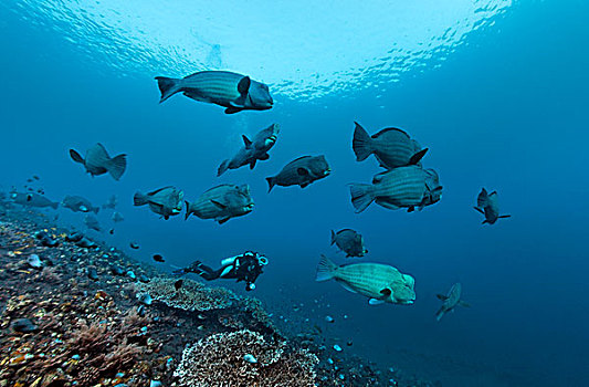 潜水,看,成群,绿色,鹦嘴鱼,游动,上方,珊瑚礁,巴厘岛