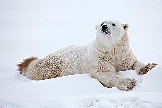 北极熊,卧,雪中,曼尼托巴,加拿大