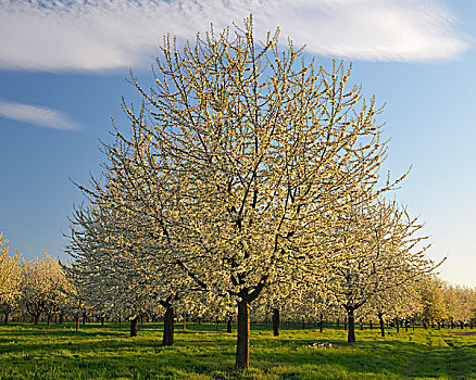 樱桃树,巴登符腾堡,德国