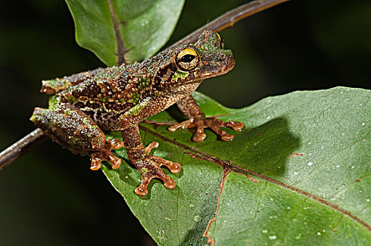 树蛙,亚马逊河,厄瓜多尔