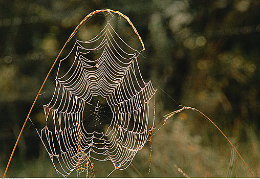 特写,蜘蛛网,艾伯塔省,加拿大
