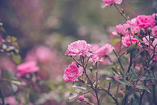 花园,浪漫,粉色,玫瑰,夏天
