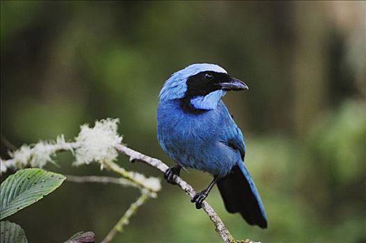 青绿色,鸟类,成年,厄瓜多尔,安第斯山,南美