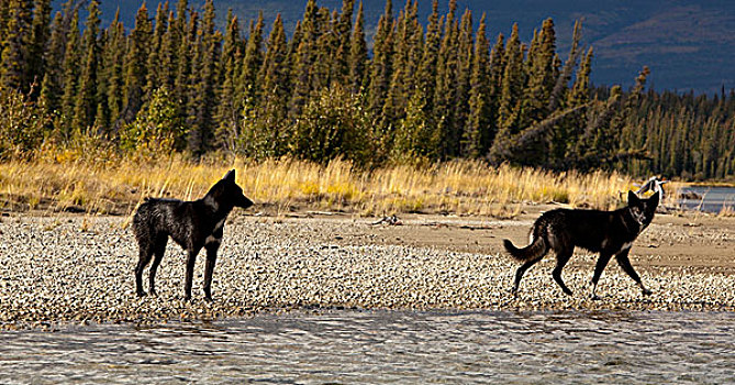 两个,黑色,雪撬,狗,阿拉斯加,爱斯基摩犬,砾石,河,育空地区,加拿大
