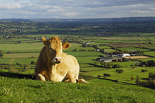 英格兰,萨默塞特,格拉斯通贝利,母牛,躺下,侧面,远眺