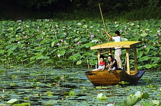 船,荷花,湖,圆明园,北京,中国