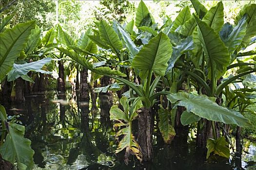 植物园,毛里求斯