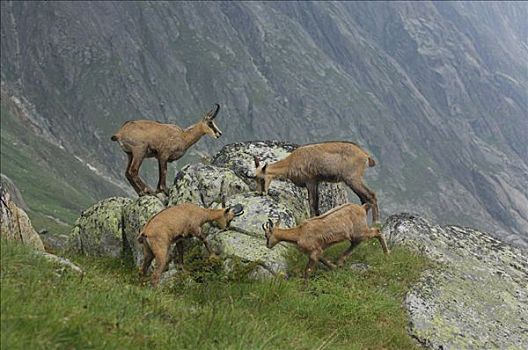岩羚羊,臆羚,舔,矿物质,伯恩,瑞士