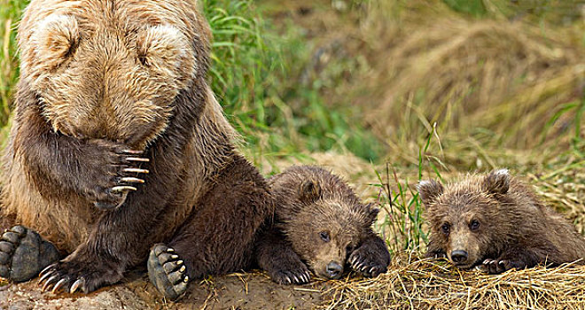 棕熊,母亲,幼兽,休息,堤岸,溪流,卡特麦国家公园,西南方,阿拉斯加,夏天