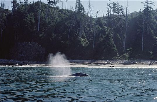 灰鲸,喷涌,温哥华岛,不列颠哥伦比亚省,加拿大