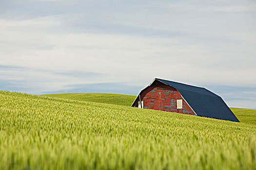 屋顶,墙壁,红色,谷仓,蘸,绵延起伏,高,夏天,小麦,帕卢斯