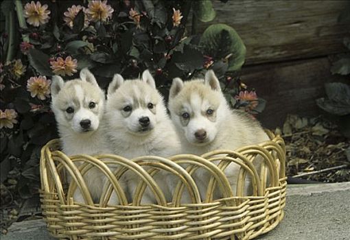 三个,西伯利亚,哈士奇犬,小狗,篮子