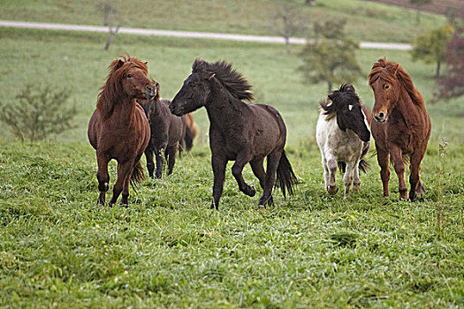 草地,牧群,动物,哺乳动物,马,冰岛,小马,赛马,移动,一起,畜牧