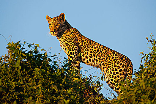 豹,树上,暸望,莫雷米禁猎区,奥卡万戈三角洲,博茨瓦纳