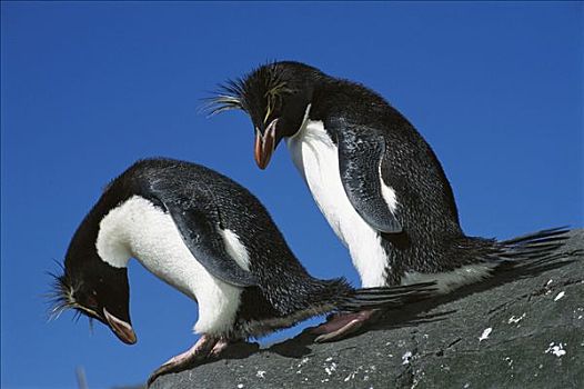 凤冠企鹅,南跳岩企鹅,一对,企鹅,坎贝尔岛,新西兰