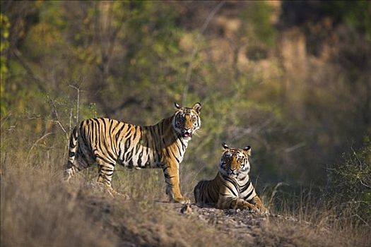 孟加拉虎,虎,老,幼小,干燥,季节,四月,班德哈维夫国家公园,印度