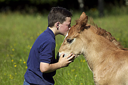 男孩,吻,小马,玉米棒,诺曼底