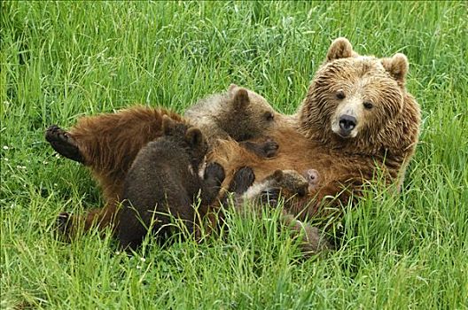 棕熊,吸吮,幼兽