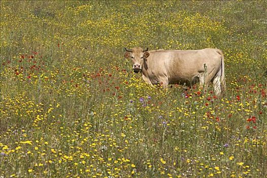 母牛,站立,花,草地,萨丁尼亚,意大利,欧洲