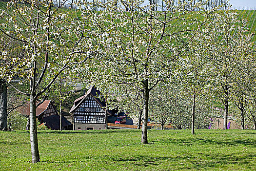 德国,果园,盛开,苹果树,半木结构,农舍,春天