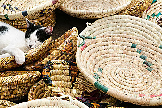 猫科动物,睡觉,篮子,出售,市场,摩洛哥,非洲