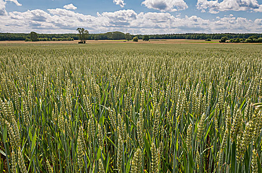 小麦,地点,黑森州,德国,欧洲