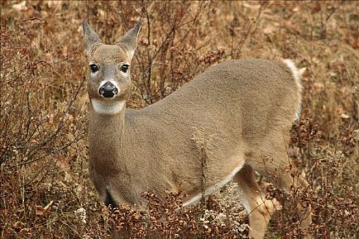 雌性,白尾鹿,站立,树林,国家公园,新斯科舍省,加拿大