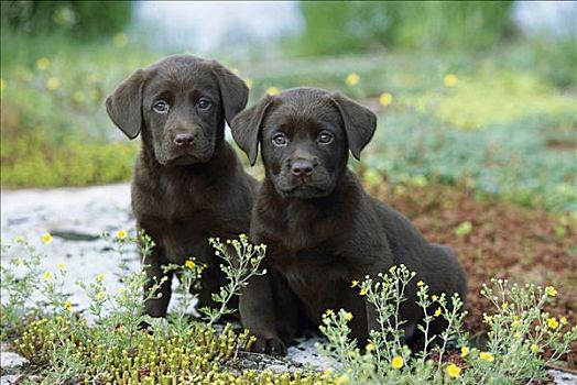 巧克力拉布拉多犬,狗,肖像,两个,小狗,坐,一起