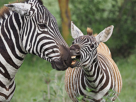 两个,斑马,马,坝,小马,纳库鲁湖国家公园,肯尼亚,非洲