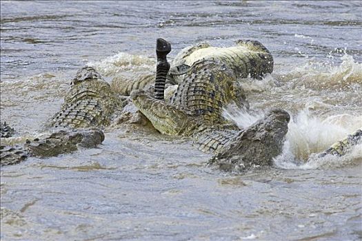 尼罗鳄,饥饿,成年,攻击,人行横道,马拉河,马赛马拉国家保护区,肯尼亚