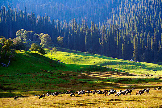 秋季牧场羊群