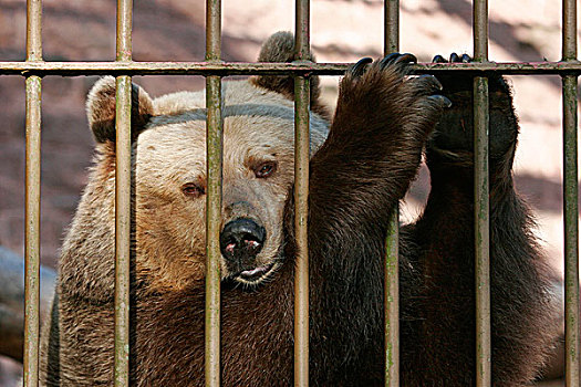 欧洲,棕熊,笼子,后面,俘获,图林根州,德国